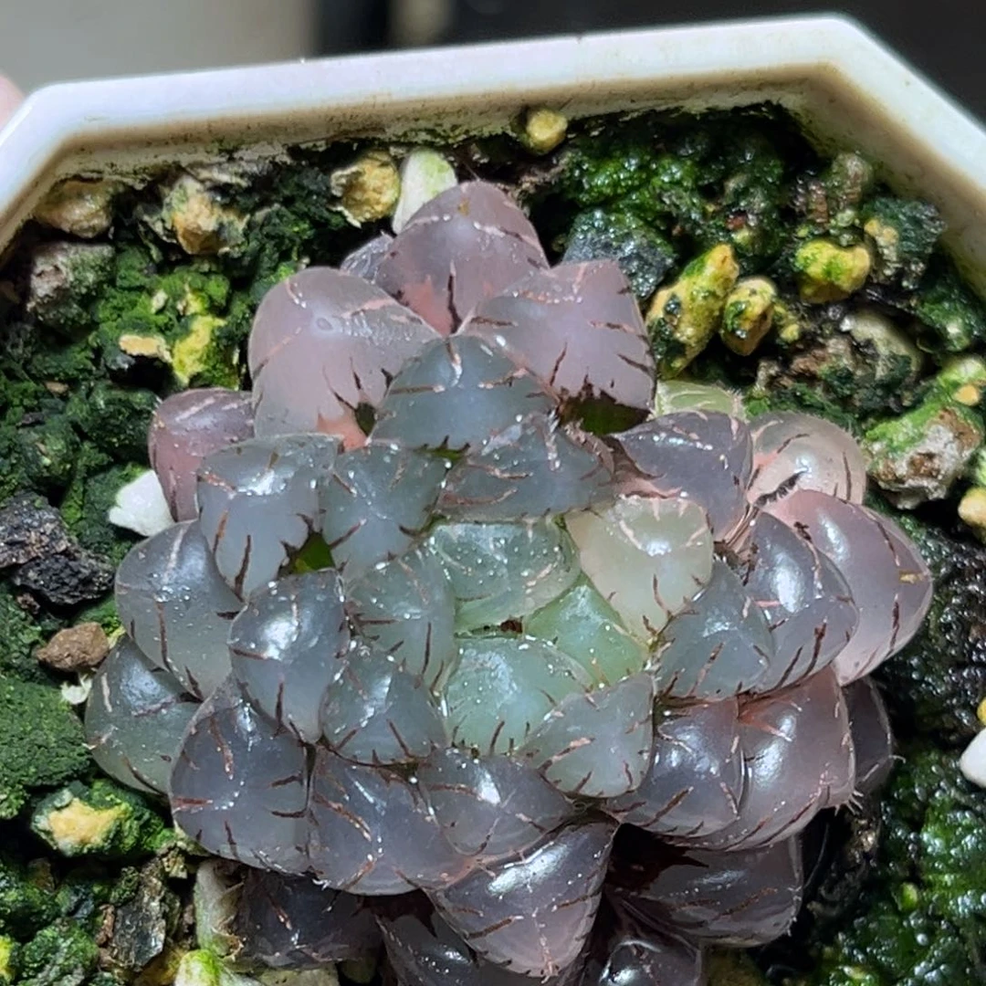 恭喜发财大吉大利0051