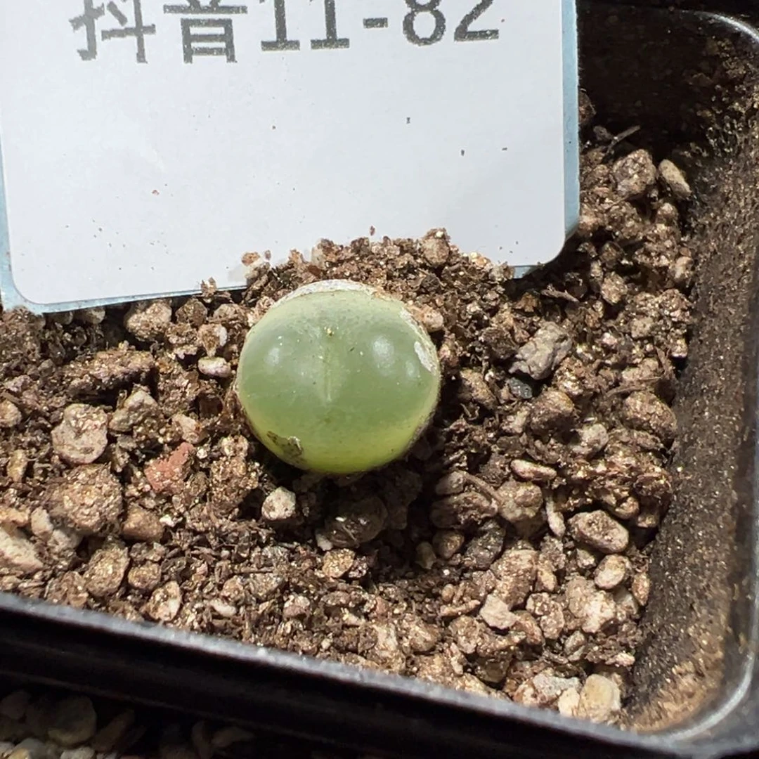 11-82拉登多肉植物
