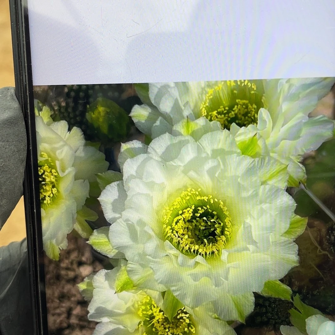 知****松静静侧芽4公分以上