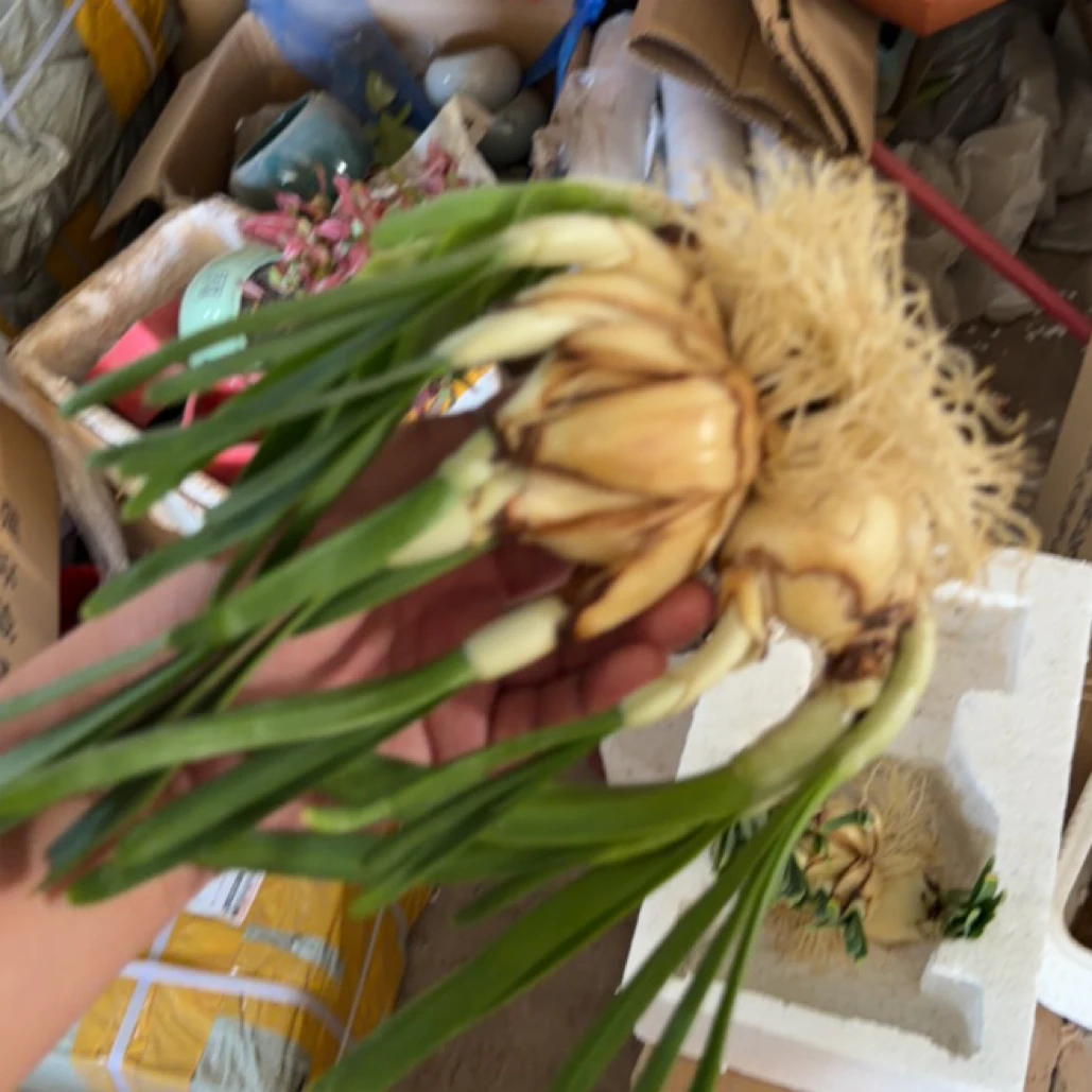 三粒大球组合/八切花王水仙花/水培植物/裸根发货已出芽