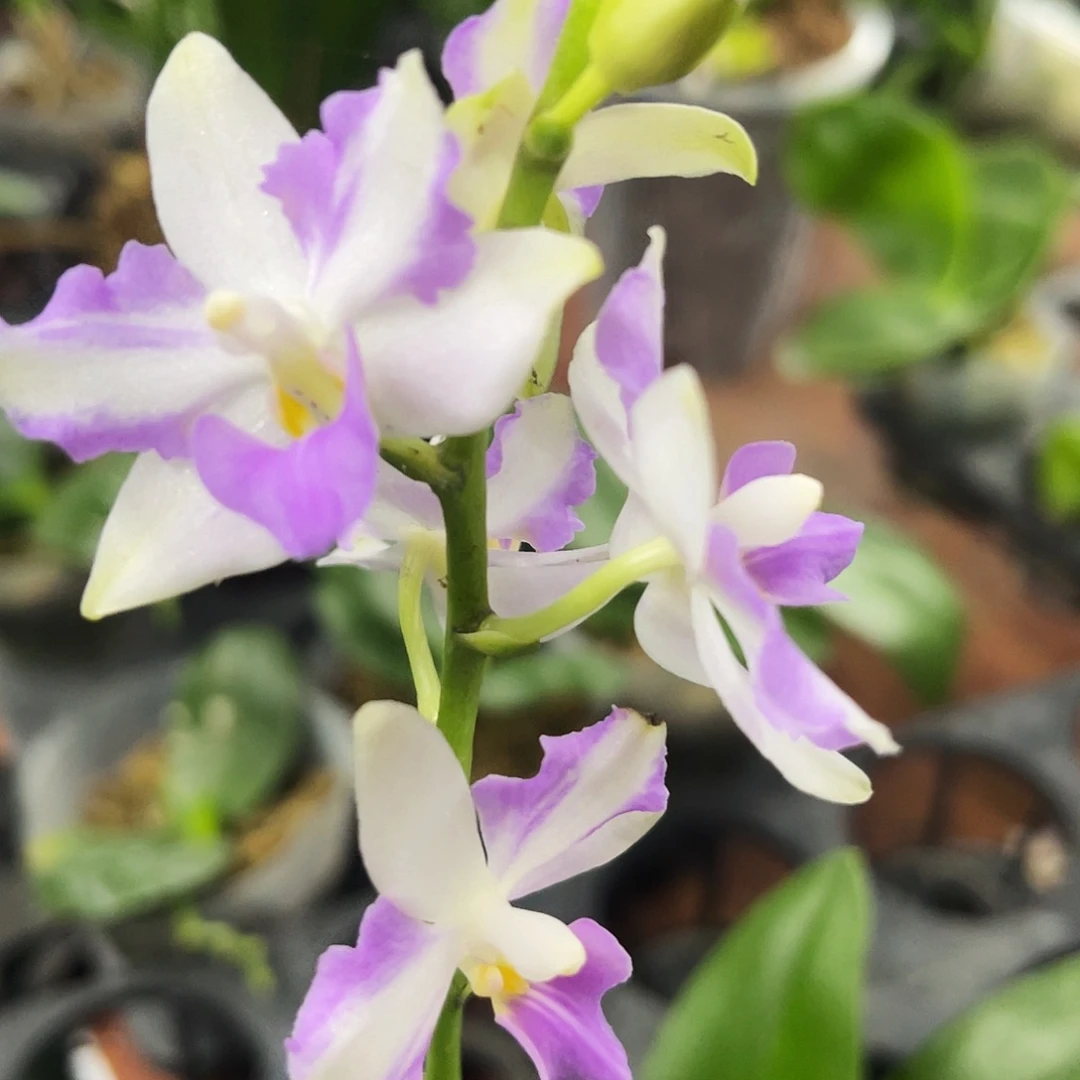当前无花栽培后可以开花红猫带花