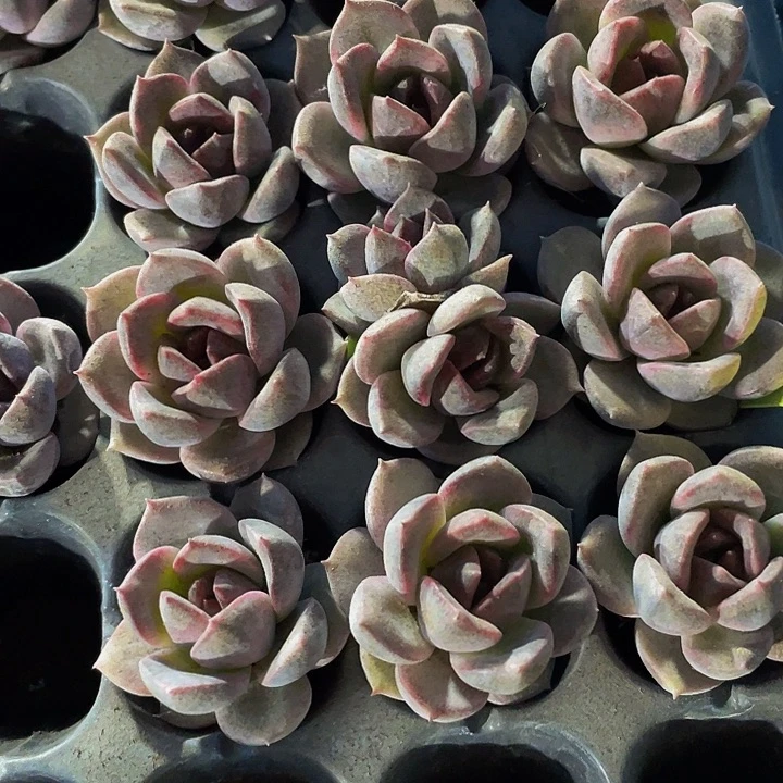 小紫水晶玫瑰1.5带土