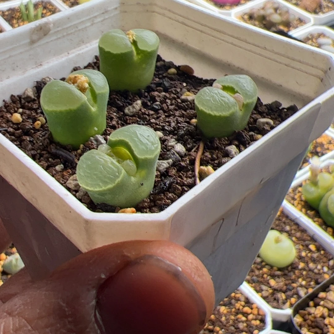 11.25极窗风铃多肉植物54