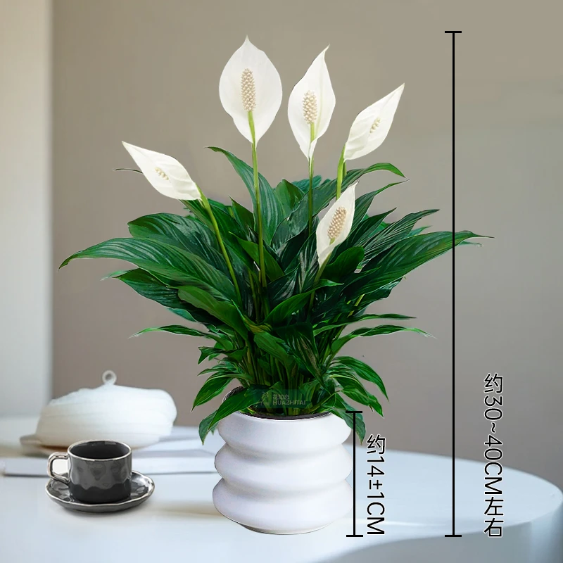 【一帆风顺】白掌花卉绿植盆栽室内好养净化空气美化环境30-40cm