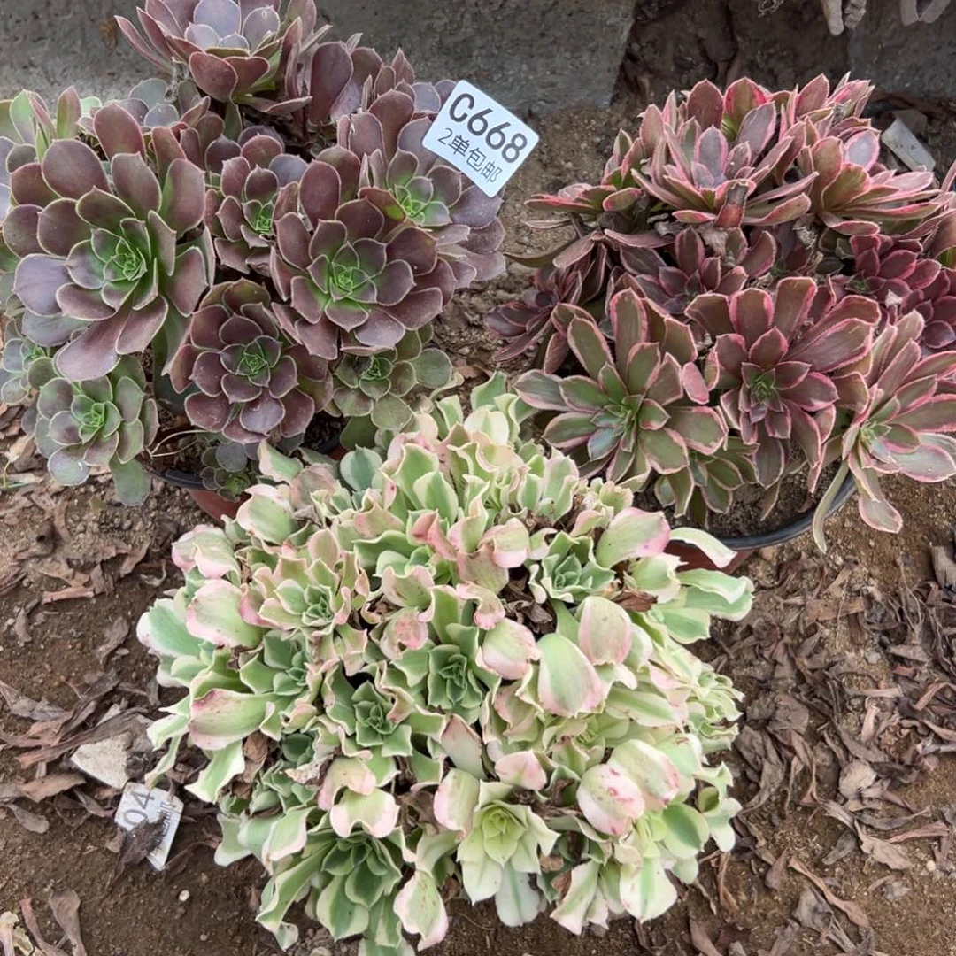 668多肉  3颗不包断头