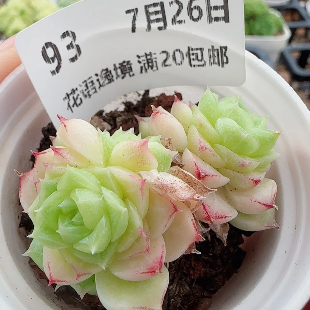 花语逸镜0726-93散