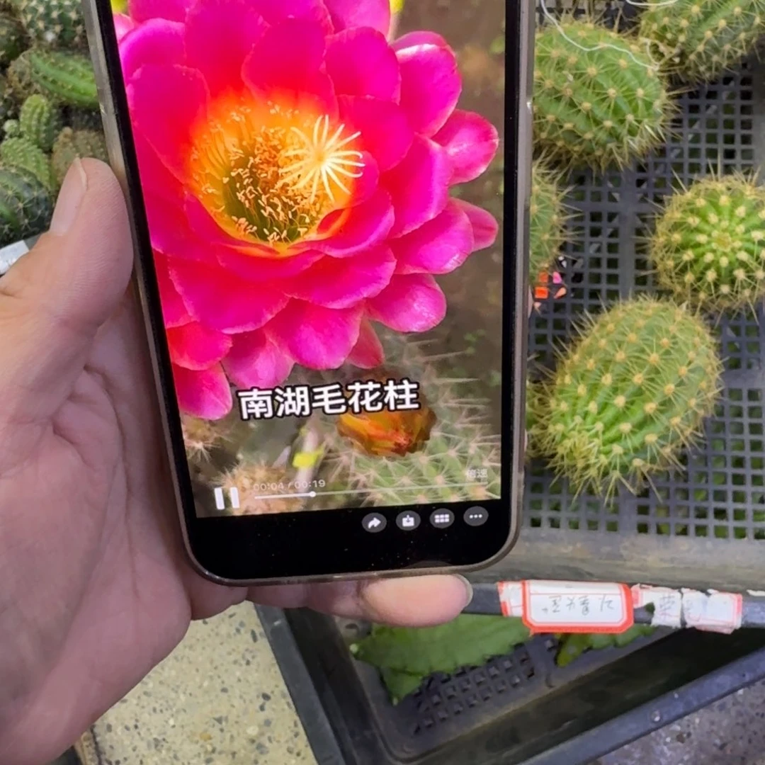 364毛星火歪无根侧牙4公分左右，20包邮
