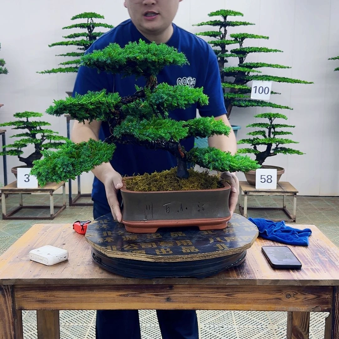 无花朵柏树造型盆景带盆