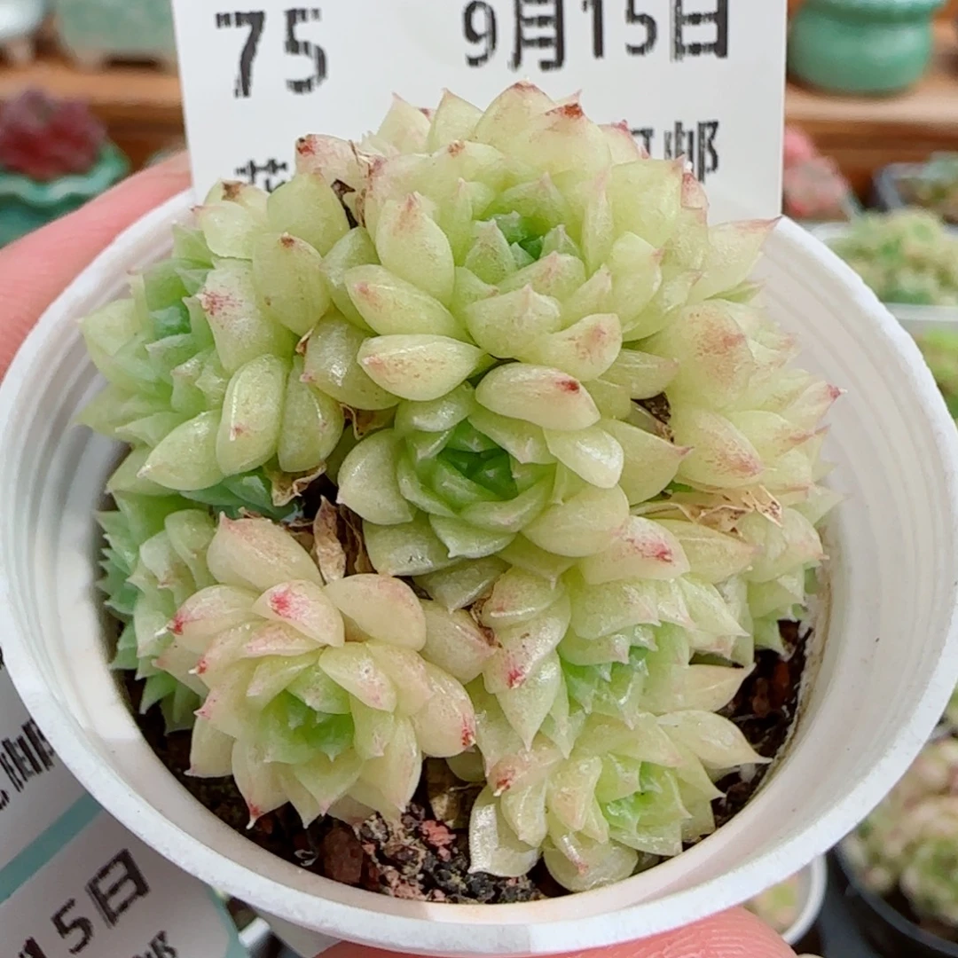 花语逸镜0915-75散