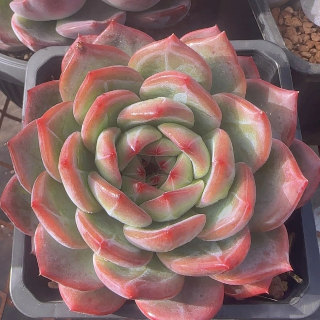 【闪购商品】胖体红鸾12.8