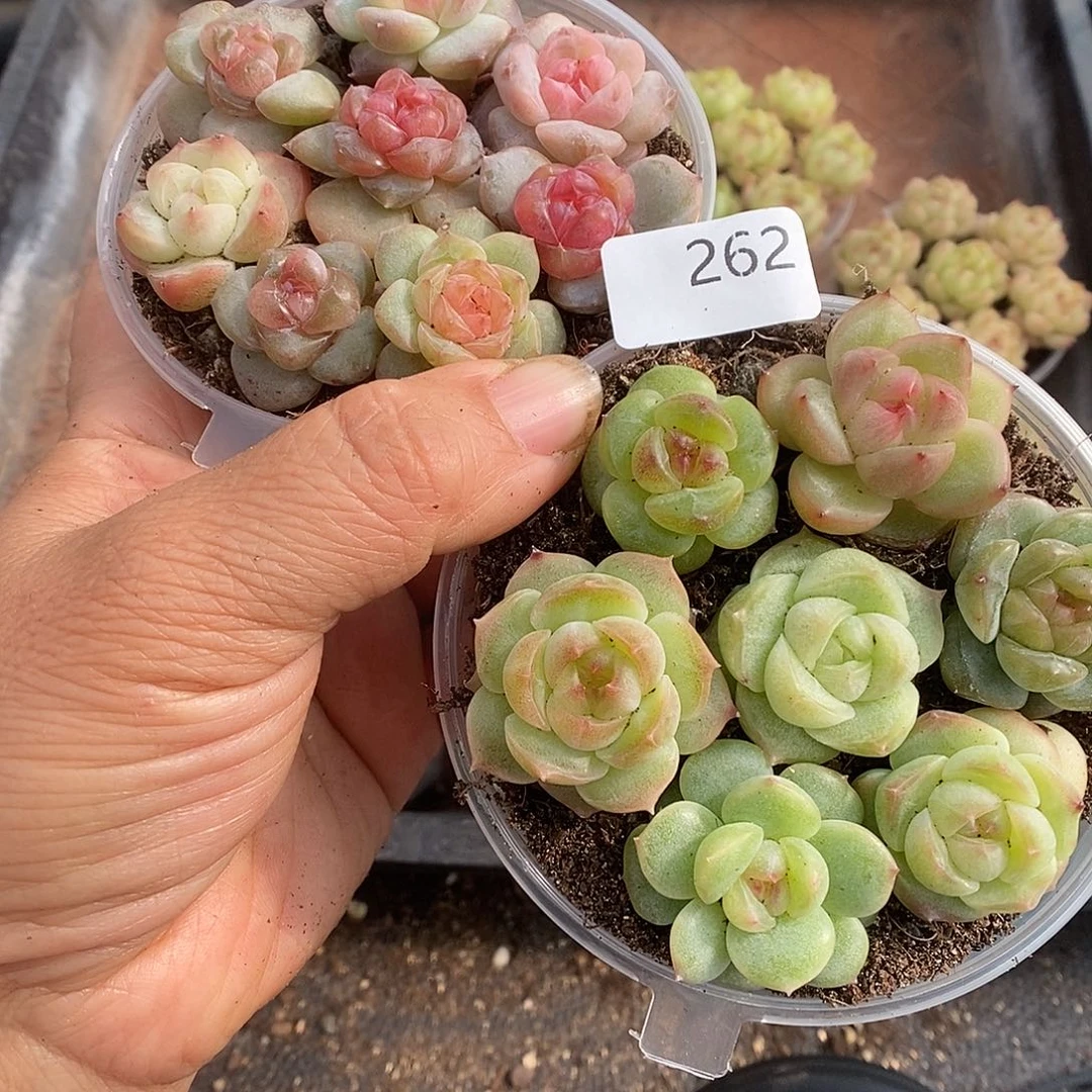 一物一拍一物一拍1028-262