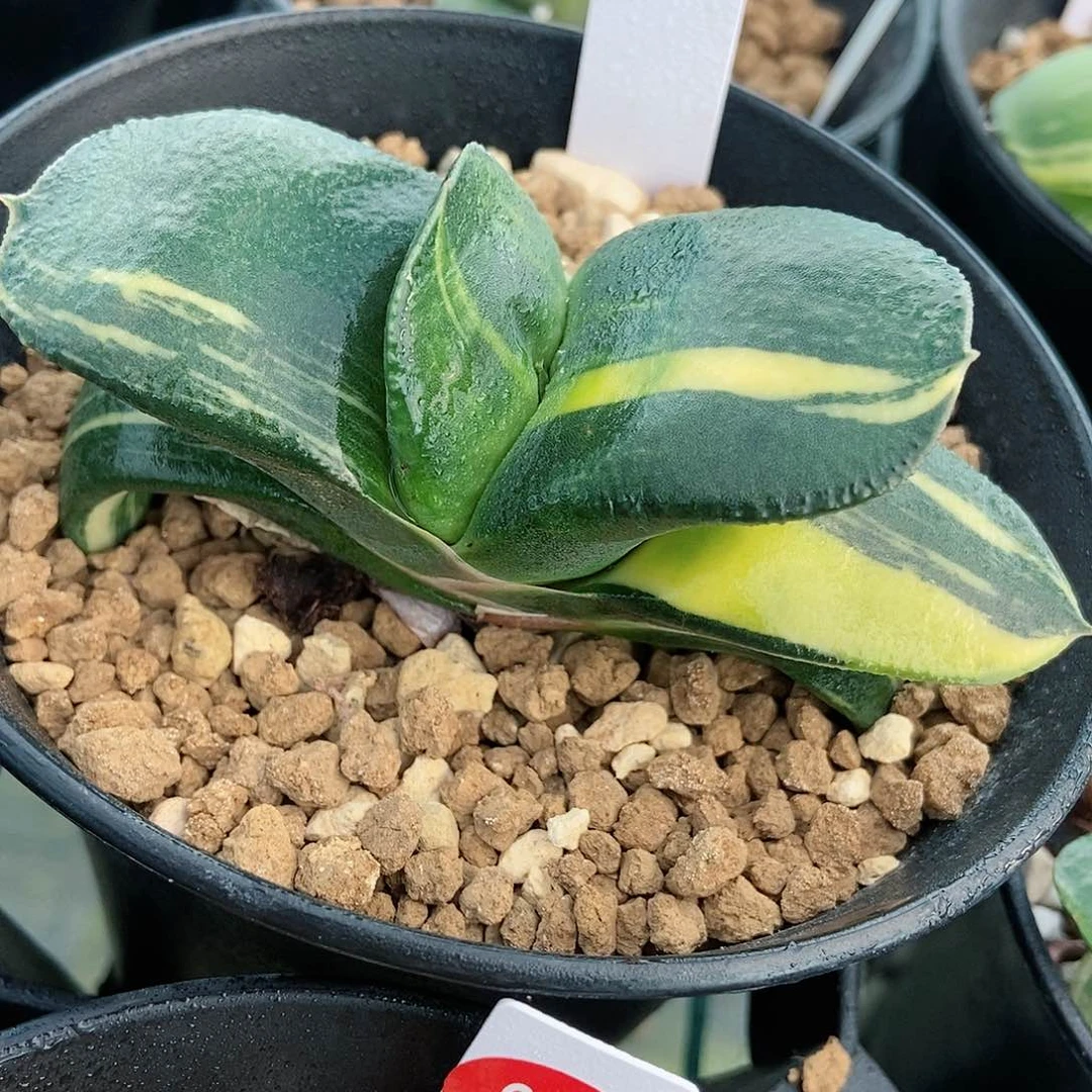 148卧牛实生锦带盆发货