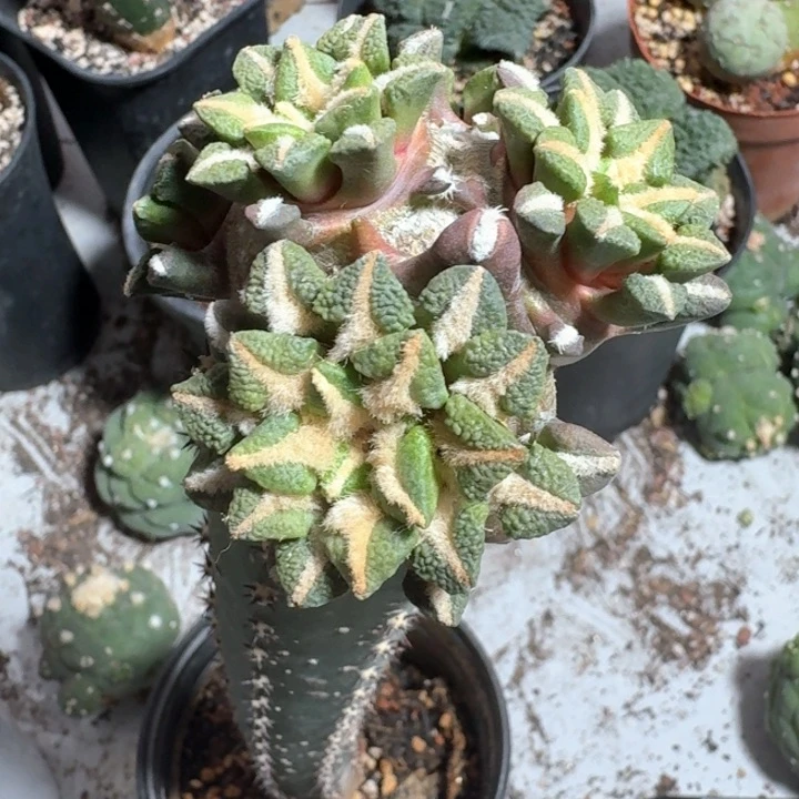 黑牡丹群苗接仙人球