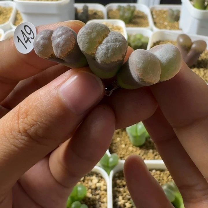 4***7149......多肉..........