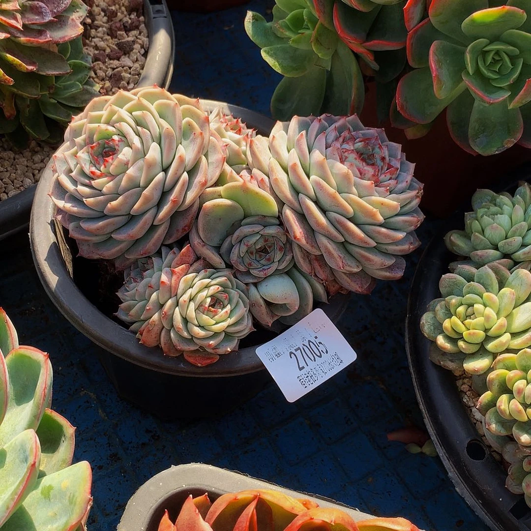 木***圣天鹅绒27005吨肉多肉