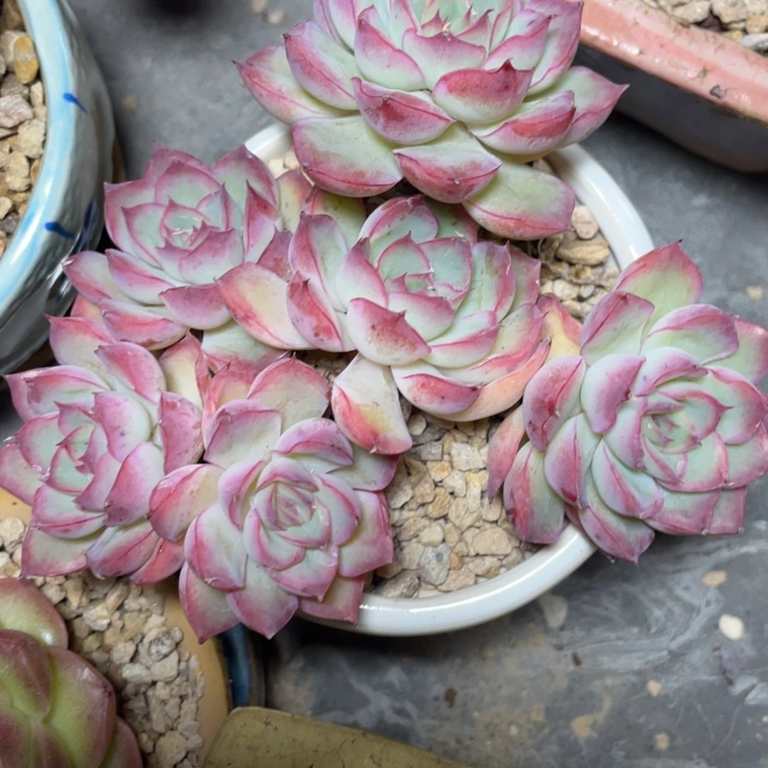 月影杂粉色群生13公分