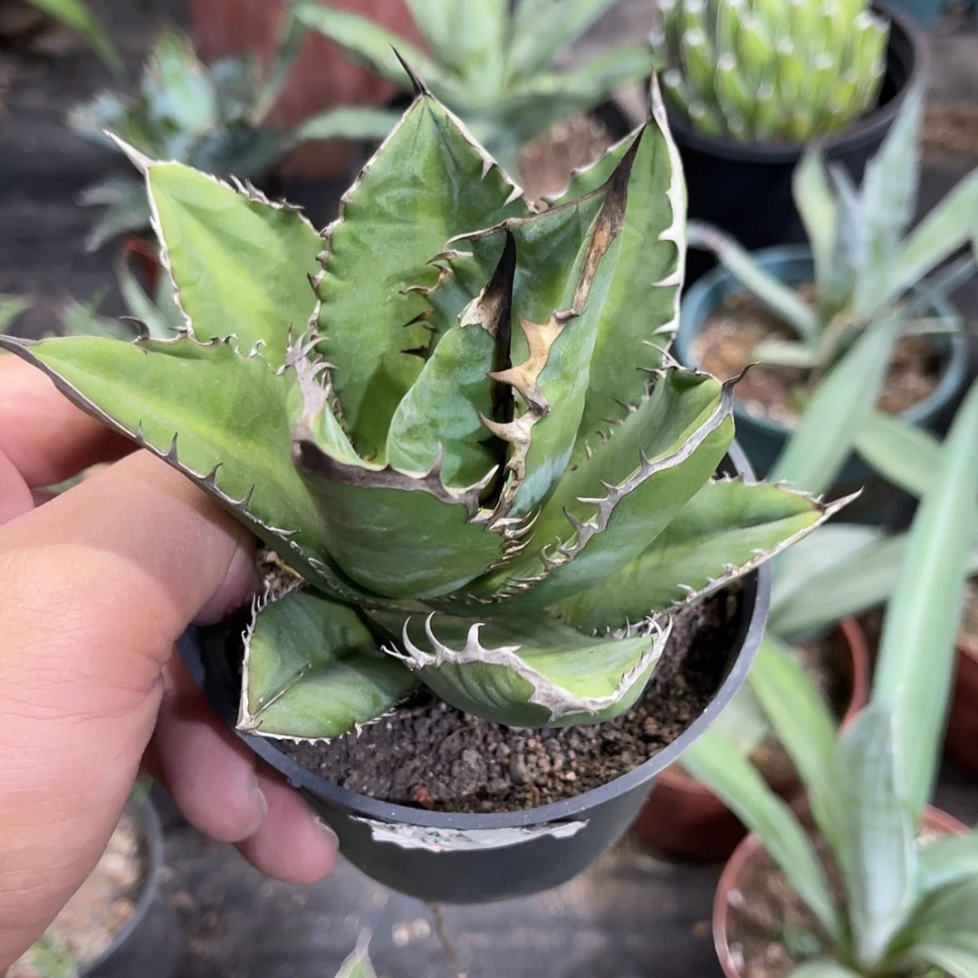 黑火焰仁王冠系列量拍