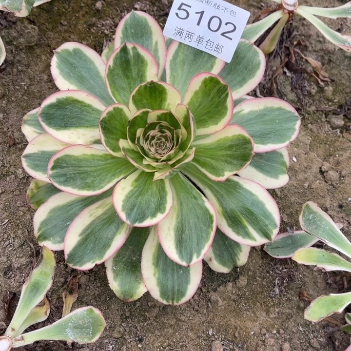 5102燕姿的人多肉的