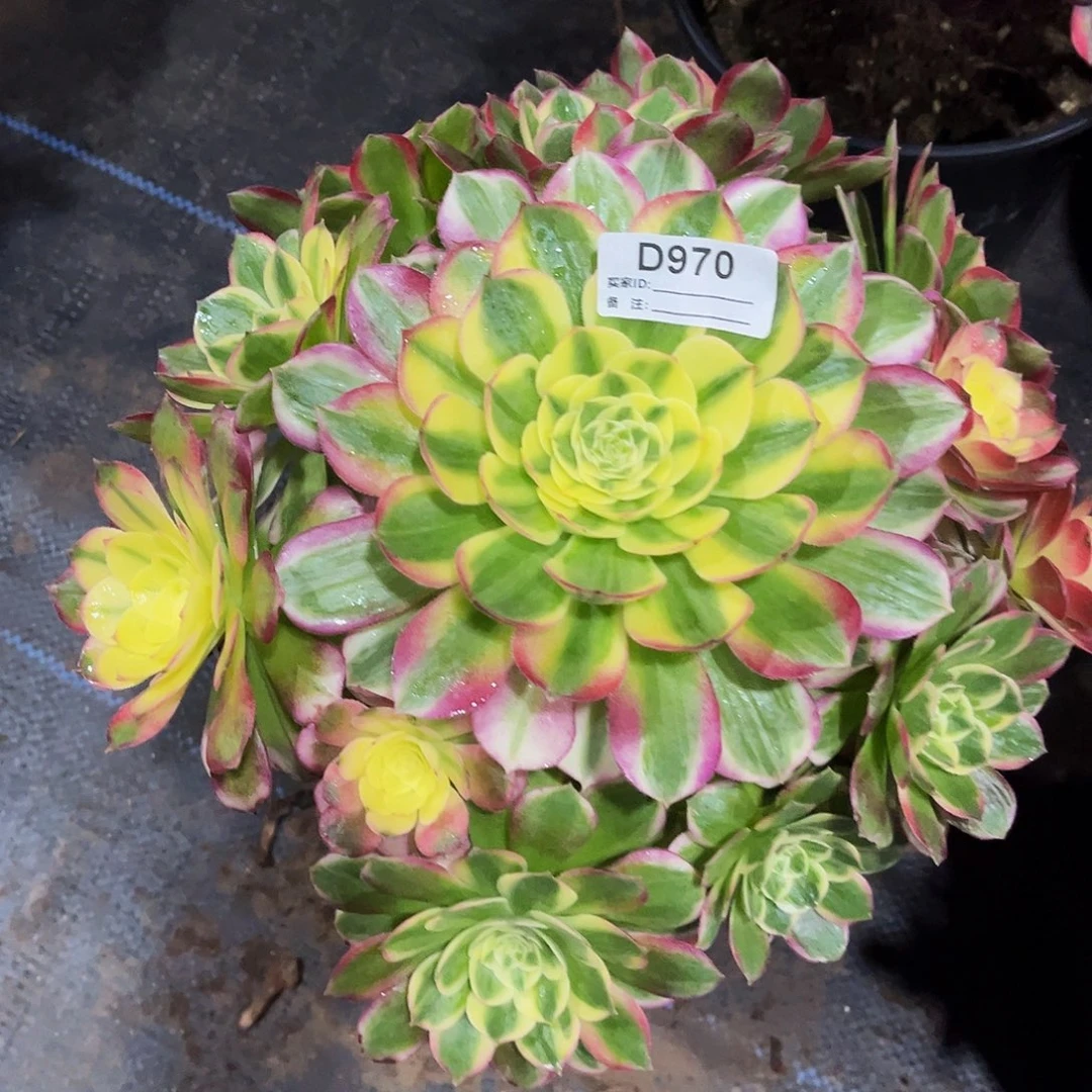 完全开放多肉植物970海鲜法师