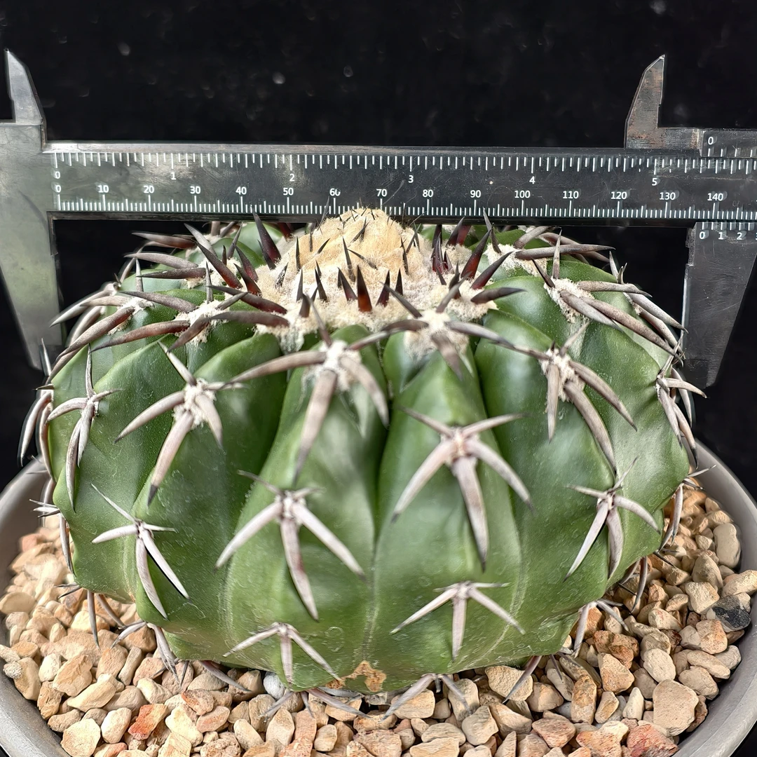 铃木X红黑刺圆盘玉，实生，开花株，尺寸13.5+