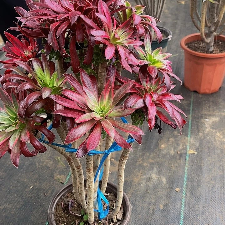 土**子嫁接法师的88888