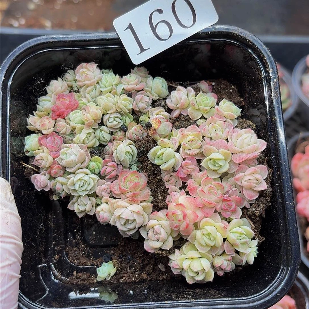 多肉植物多肉植物160