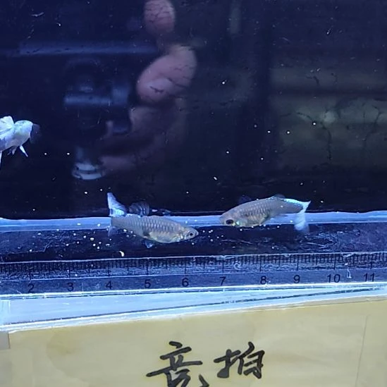 孔雀鱼6越系白金白三条