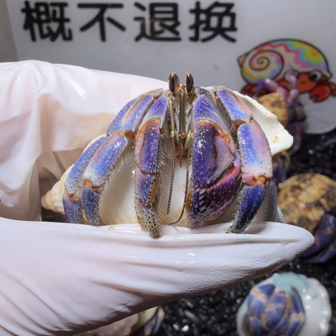 福利 2.6口蓝粉色