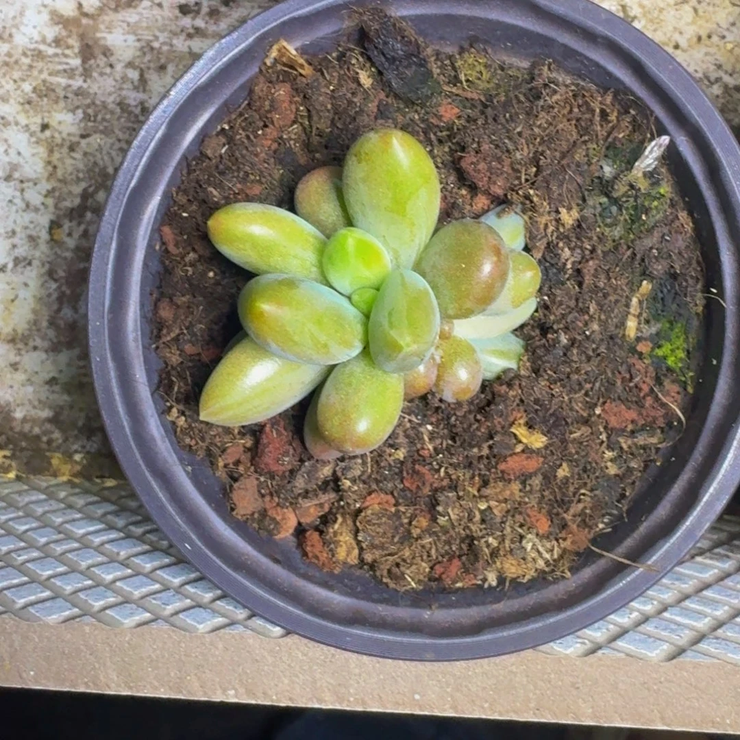 朵唯菲 薯条 叶插 一物一拍