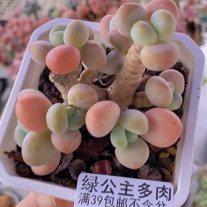 香水洛神老桩有砍7cm473多肉