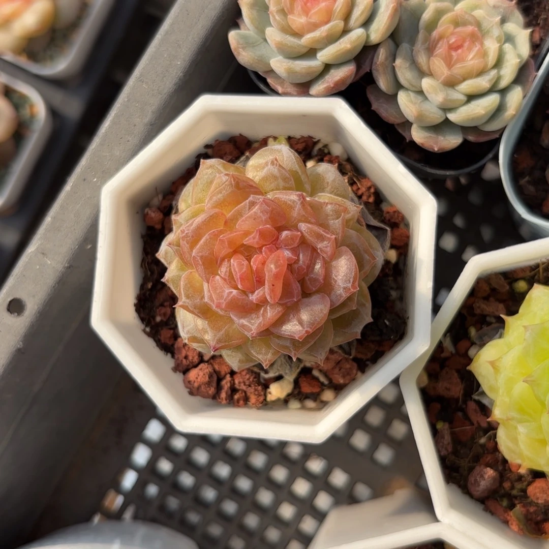 双心暗纹糖心一物一拍