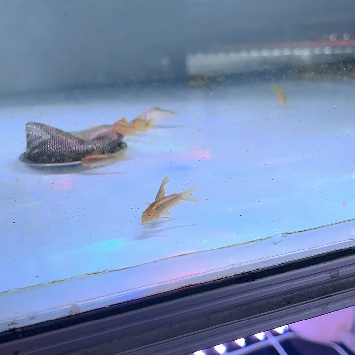 清道夫鱼温柔专拍200