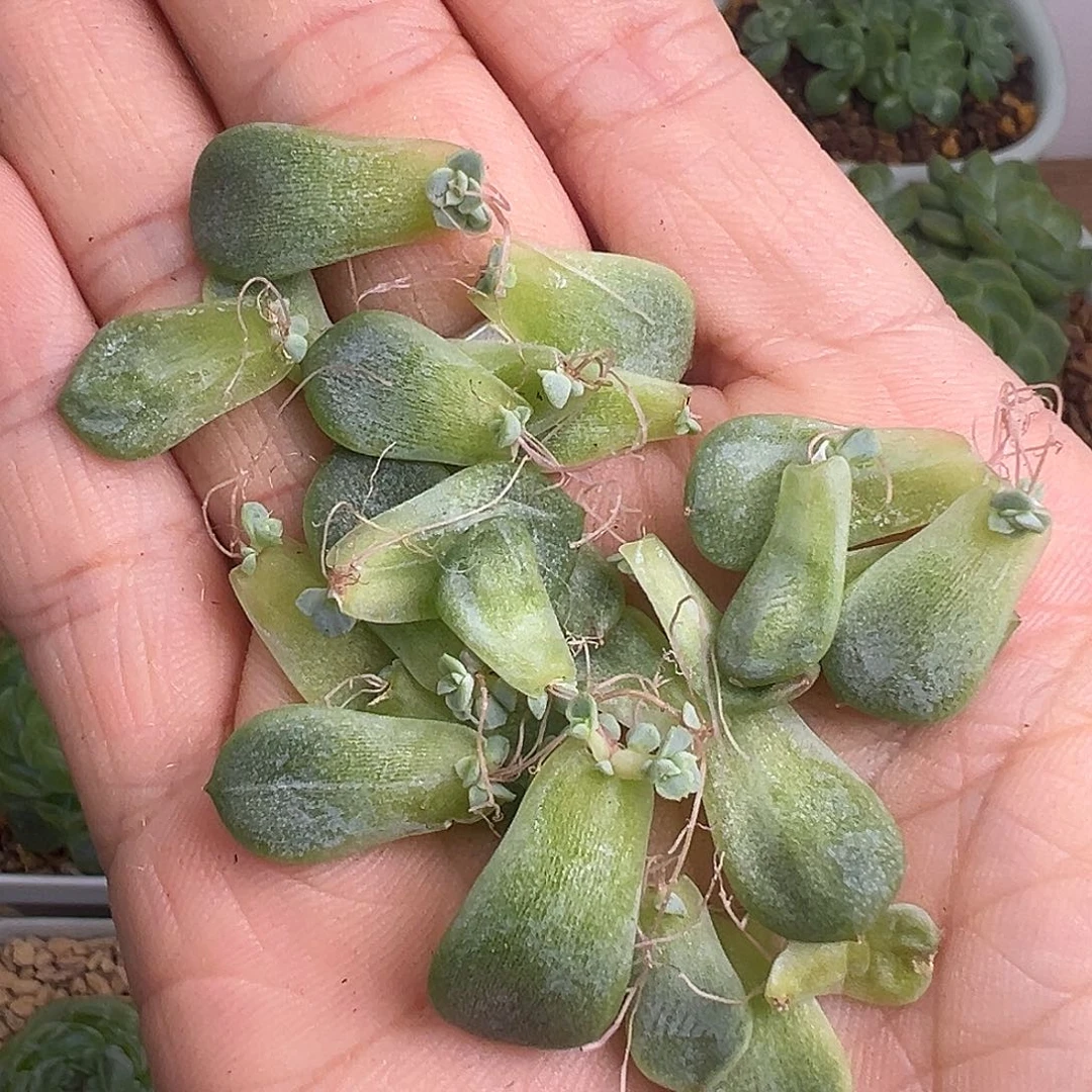 竹马叶片 一大把。