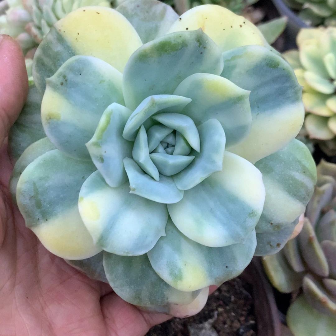 可爱玫瑰姐姐姐姐了