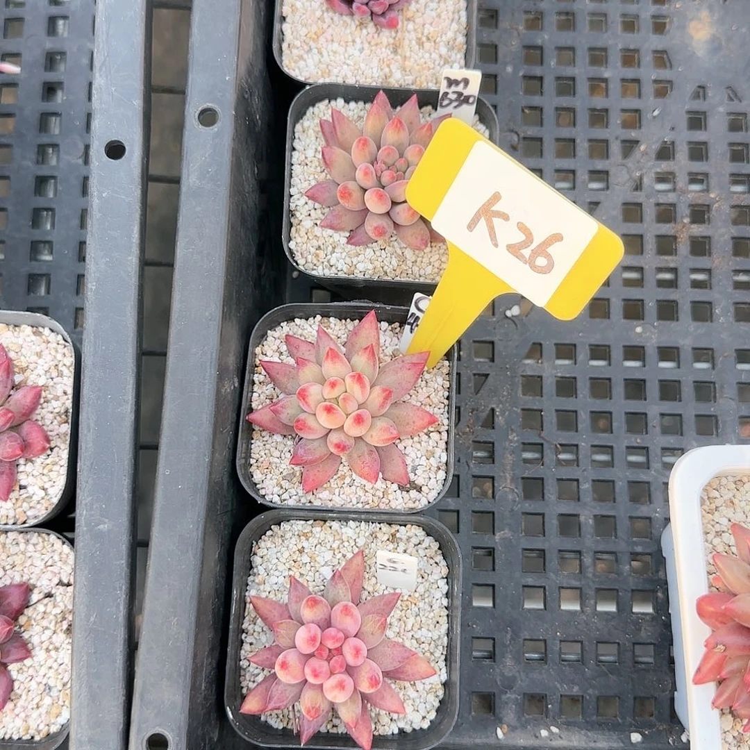 ?****K26虞美人多肉