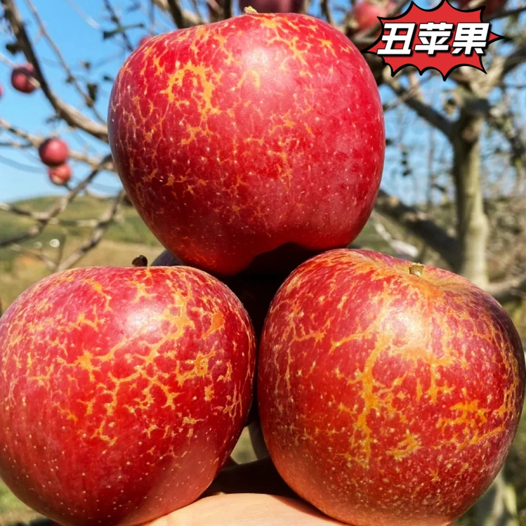 云南昭通甜蜜丑苹果应季新鲜水果现摘现发坏果包赔