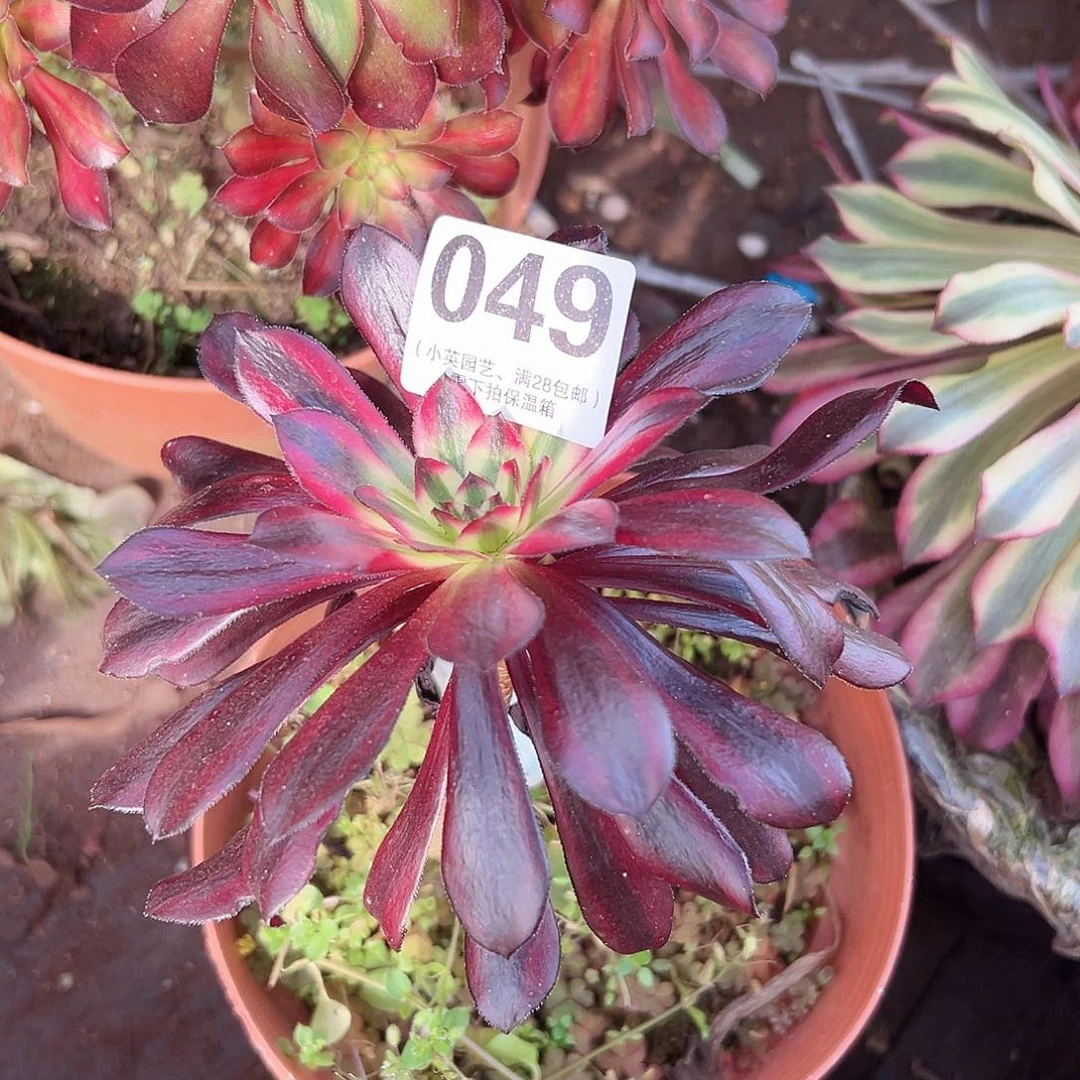 多肉植物多肉植物049