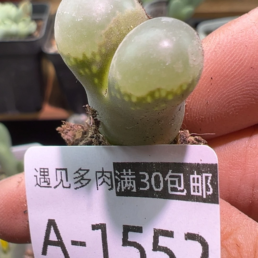 多肉植物11111111111