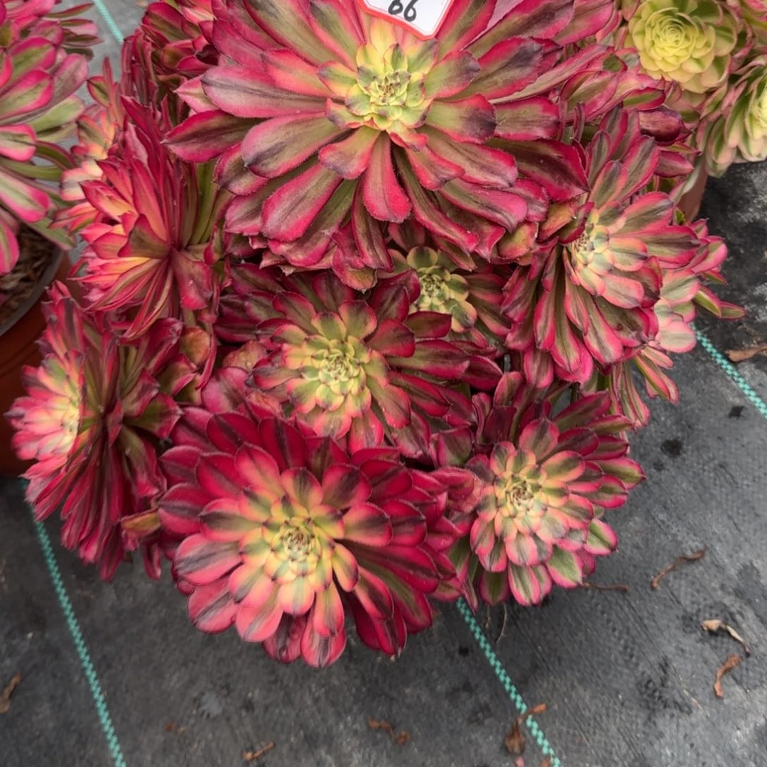 66月蝉变易多肉植物绿植