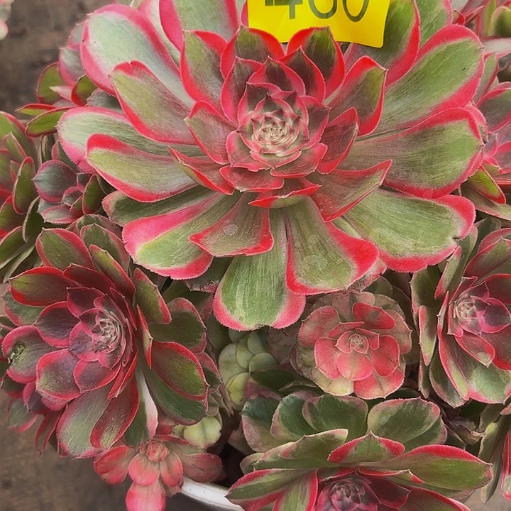 多肉植物福利466个