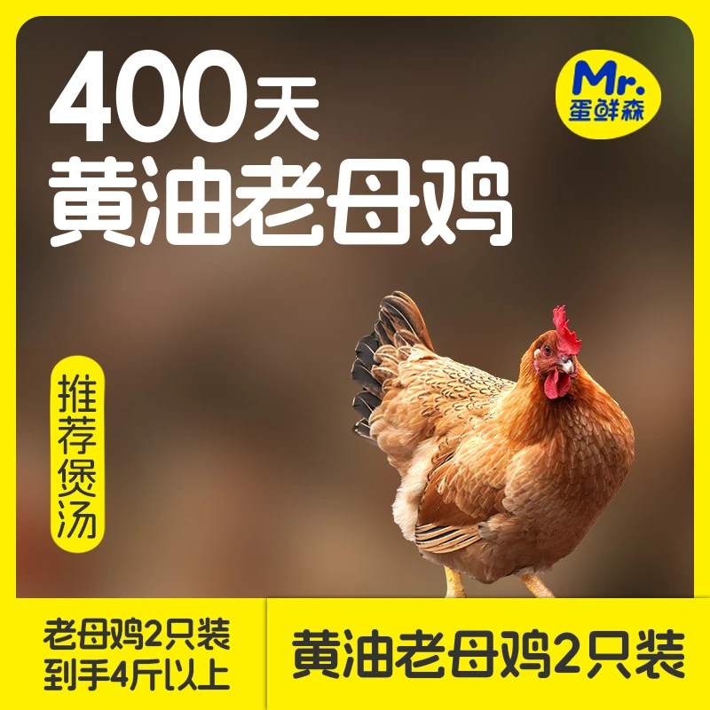 蛋鲜森黄油老母鸡谷饲喂养煲汤炖汤