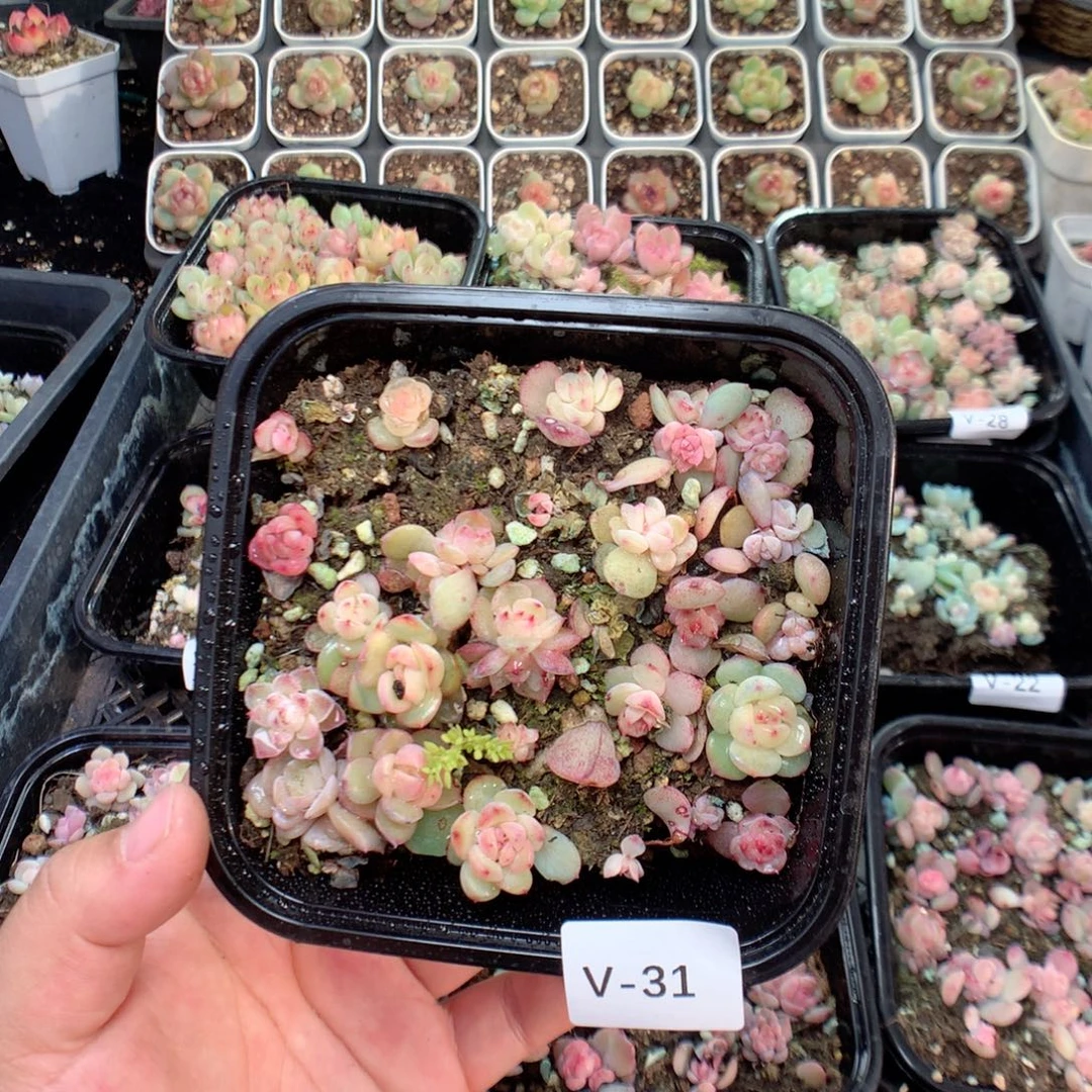 无花朵V31混英语英语
