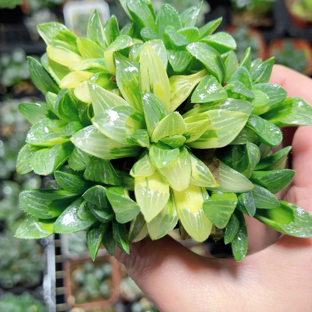 c***j0757多肉植物一颗