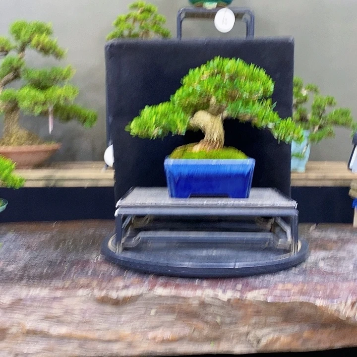 无花朵黄杨盆景四季常青