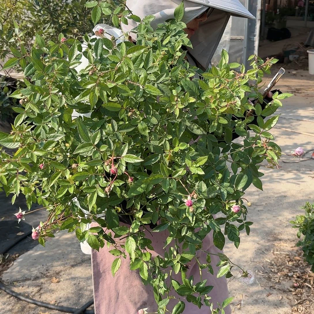 玛姬婶婶1.5加仑扦插苗