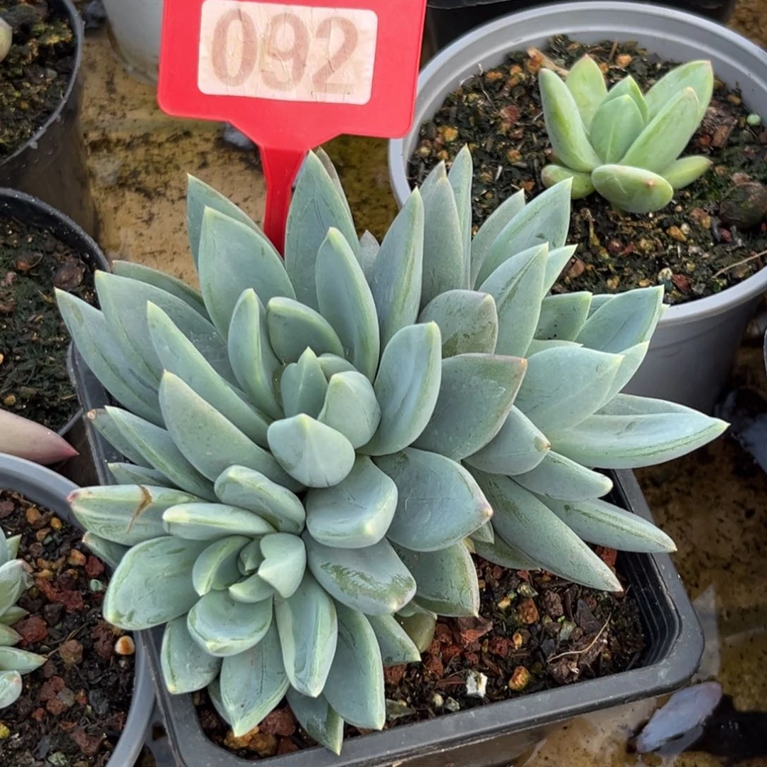 红蛋多肉植物092