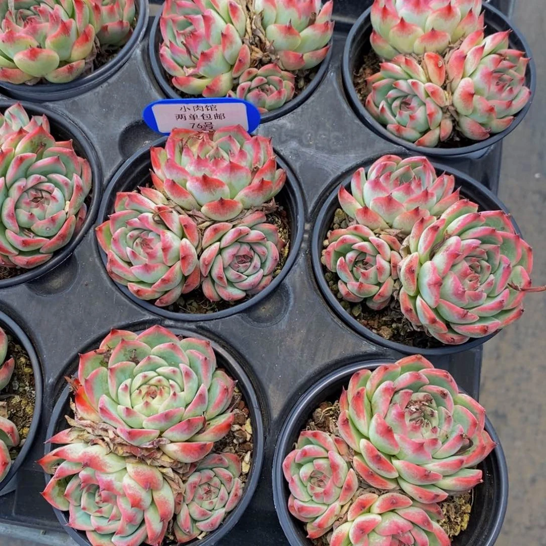 76-精品母本吉娃娃水蜜桃群一个