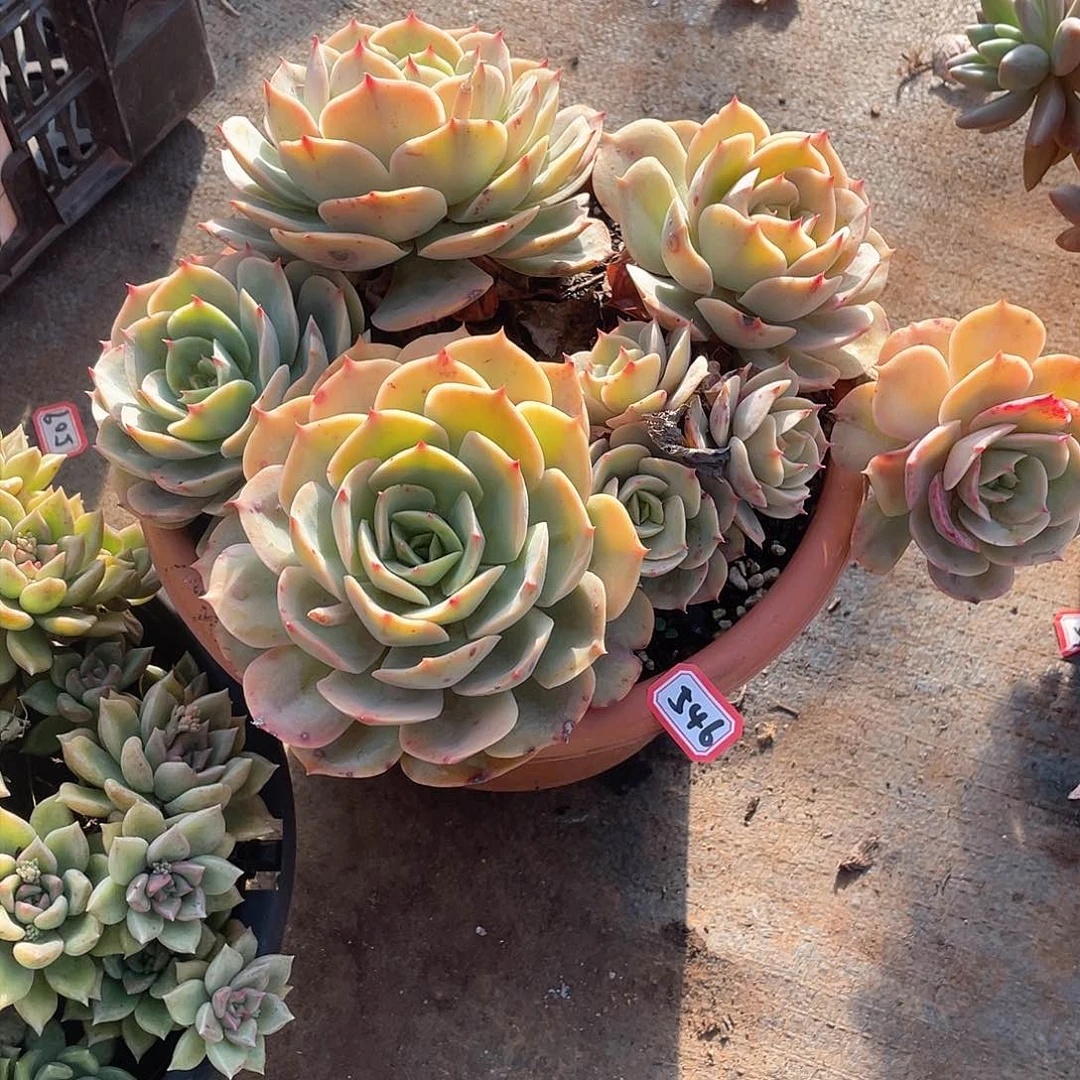 546白雪 一物一拍多肉