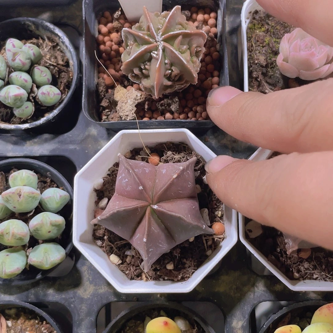 毒****o核桃仙人球w073一物一拍