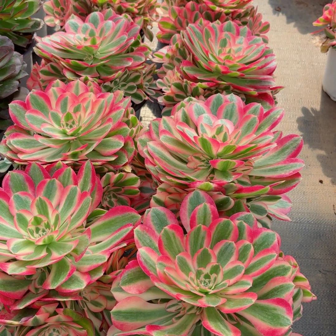 180粉女巫捧花多肉法师量拍